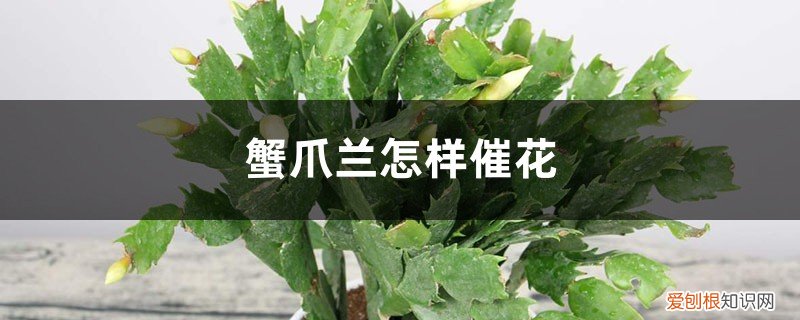 冬季蟹爪兰怎样催花 蟹爪兰怎样催花，花期有多长