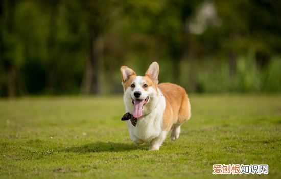 养柯基犬注意事项 养柯基犬注意事项有什么