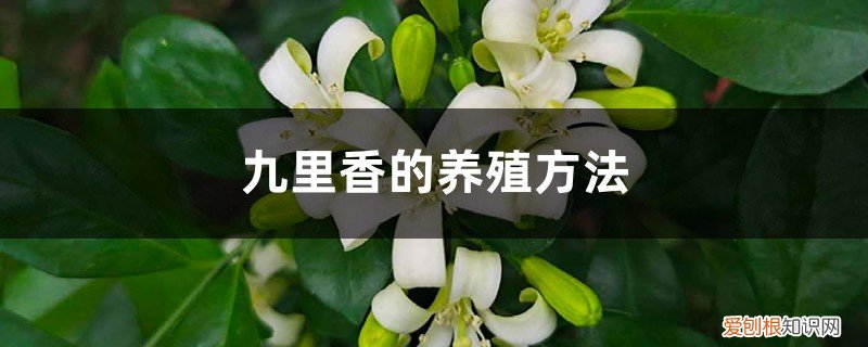 九里香的养殖方法水培 九里香的养殖方法