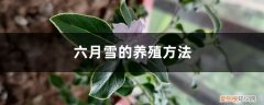 六月雪的养殖方法如何过冬 六月雪的养殖方法