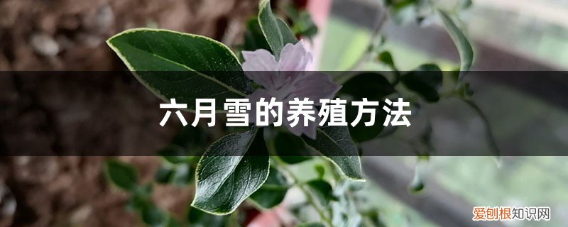 六月雪的养殖方法如何过冬 六月雪的养殖方法