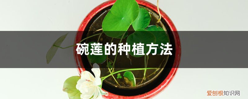 碗莲的种植方法水培 碗莲的种植方法