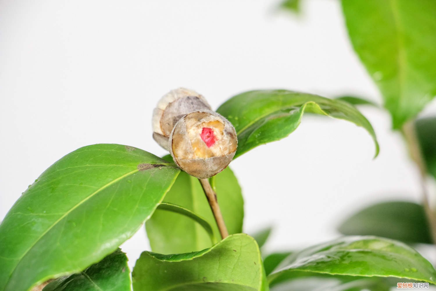 香妃茶花的养殖方法和注意事项 茶花的养殖方法和注意事项