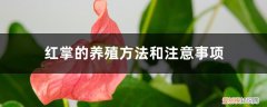 花卉红掌的养殖方法和注意事项 红掌的养殖方法和注意事项