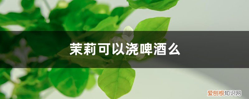 茉莉能用啤酒水浇吗 茉莉可以浇啤酒么