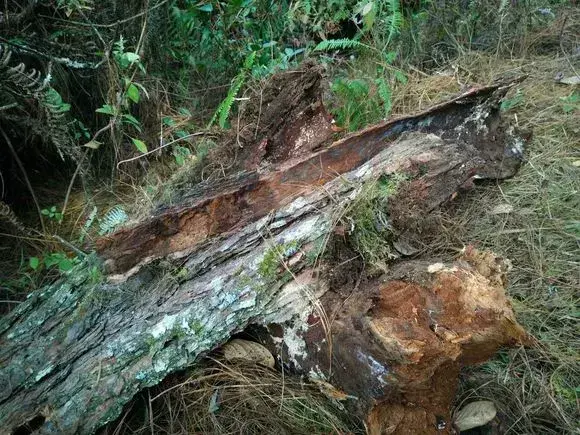 为什么不能捡外面的东西，出门捡点东西，锅里煮一煮，养花“垫盆底”，根粗叶绿开花特勤