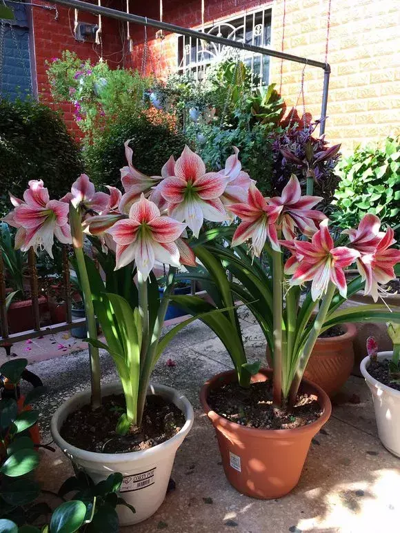 为什么不能捡外面的东西，出门捡点东西，锅里煮一煮，养花“垫盆底”，根粗叶绿开花特勤