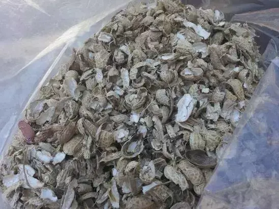 为什么不能捡外面的东西，出门捡点东西，锅里煮一煮，养花“垫盆底”，根粗叶绿开花特勤