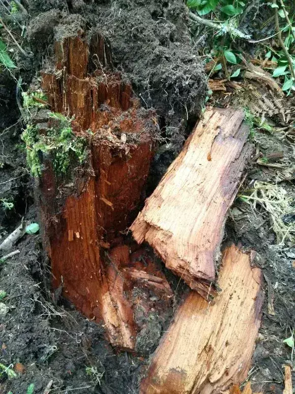 为什么不能捡外面的东西，出门捡点东西，锅里煮一煮，养花“垫盆底”，根粗叶绿开花特勤