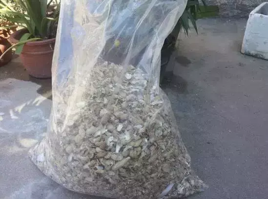 为什么不能捡外面的东西，出门捡点东西，锅里煮一煮，养花“垫盆底”，根粗叶绿开花特勤