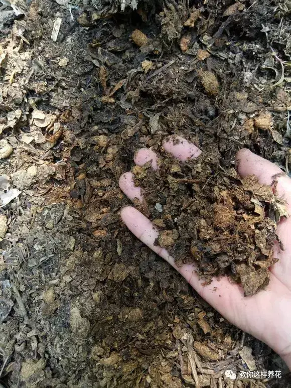 为什么不能捡外面的东西，出门捡点东西，锅里煮一煮，养花“垫盆底”，根粗叶绿开花特勤