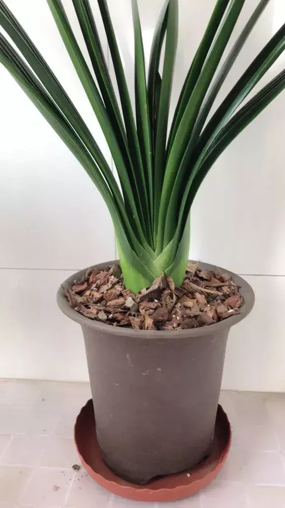 为什么不能捡外面的东西，出门捡点东西，锅里煮一煮，养花“垫盆底”，根粗叶绿开花特勤