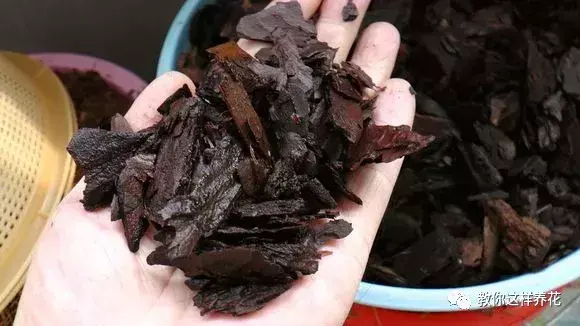 为什么不能捡外面的东西，出门捡点东西，锅里煮一煮，养花“垫盆底”，根粗叶绿开花特勤