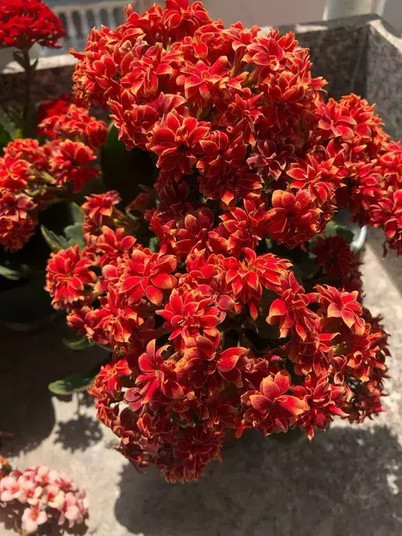 为什么不能捡外面的东西，出门捡点东西，锅里煮一煮，养花“垫盆底”，根粗叶绿开花特勤