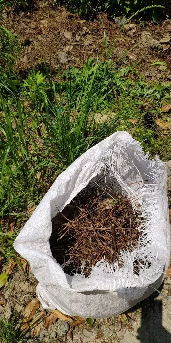 为什么不能捡外面的东西，出门捡点东西，锅里煮一煮，养花“垫盆底”，根粗叶绿开花特勤