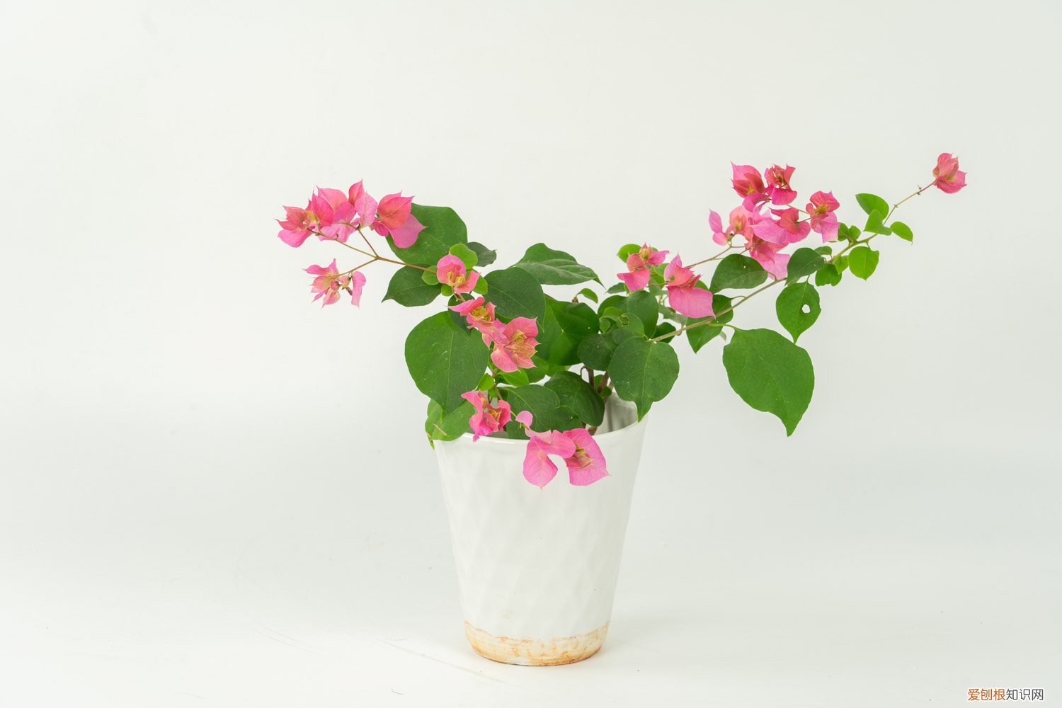 三角梅长叶子不长花 “三角梅”不开花？用这种“脏东西”作肥料，花朵开满墙！