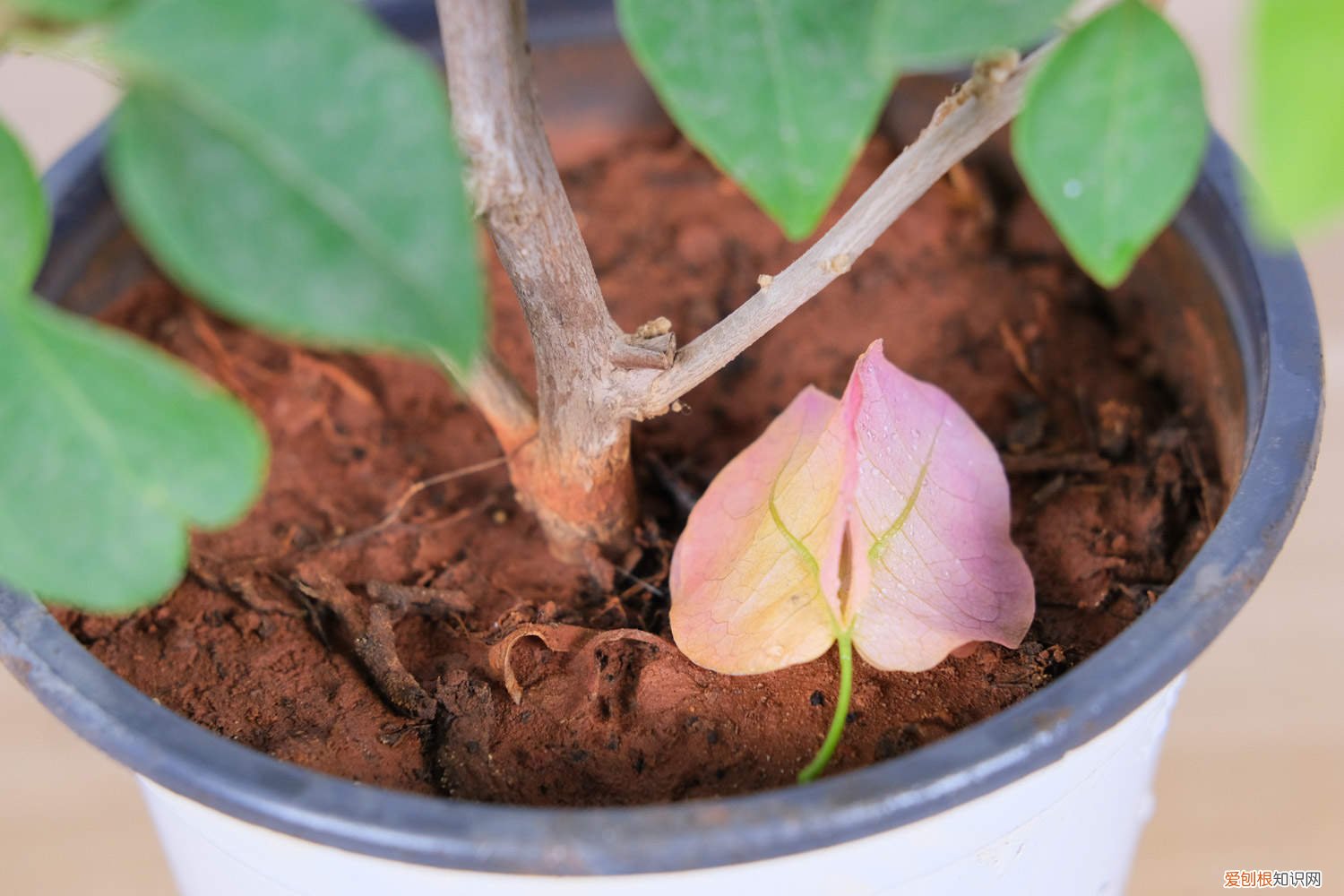 三角梅长叶子不长花 “三角梅”不开花？用这种“脏东西”作肥料，花朵开满墙！
