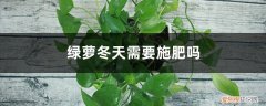 绿萝冬天需要施肥吗怎么施 绿萝冬天需要施肥吗