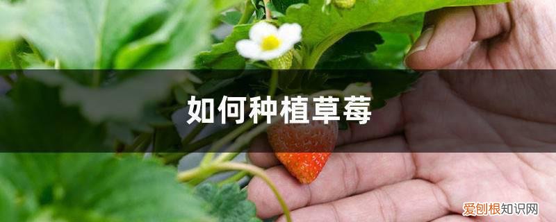 如何种植草莓种子 如何种植草莓
