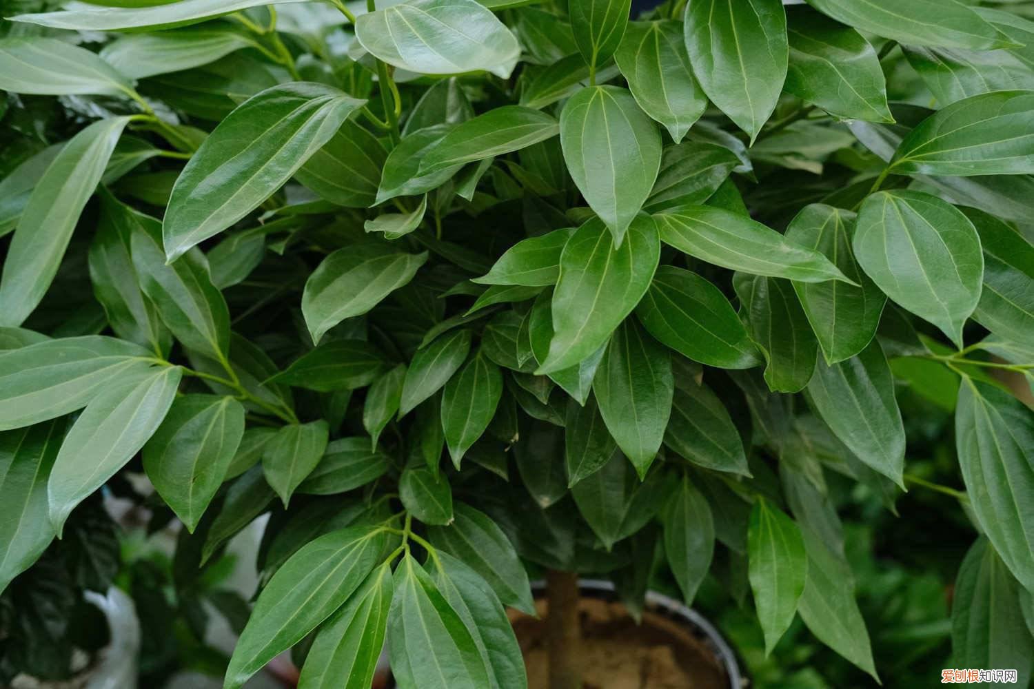 平安树换盆要多久才算成活 平安树换盆后多久施肥