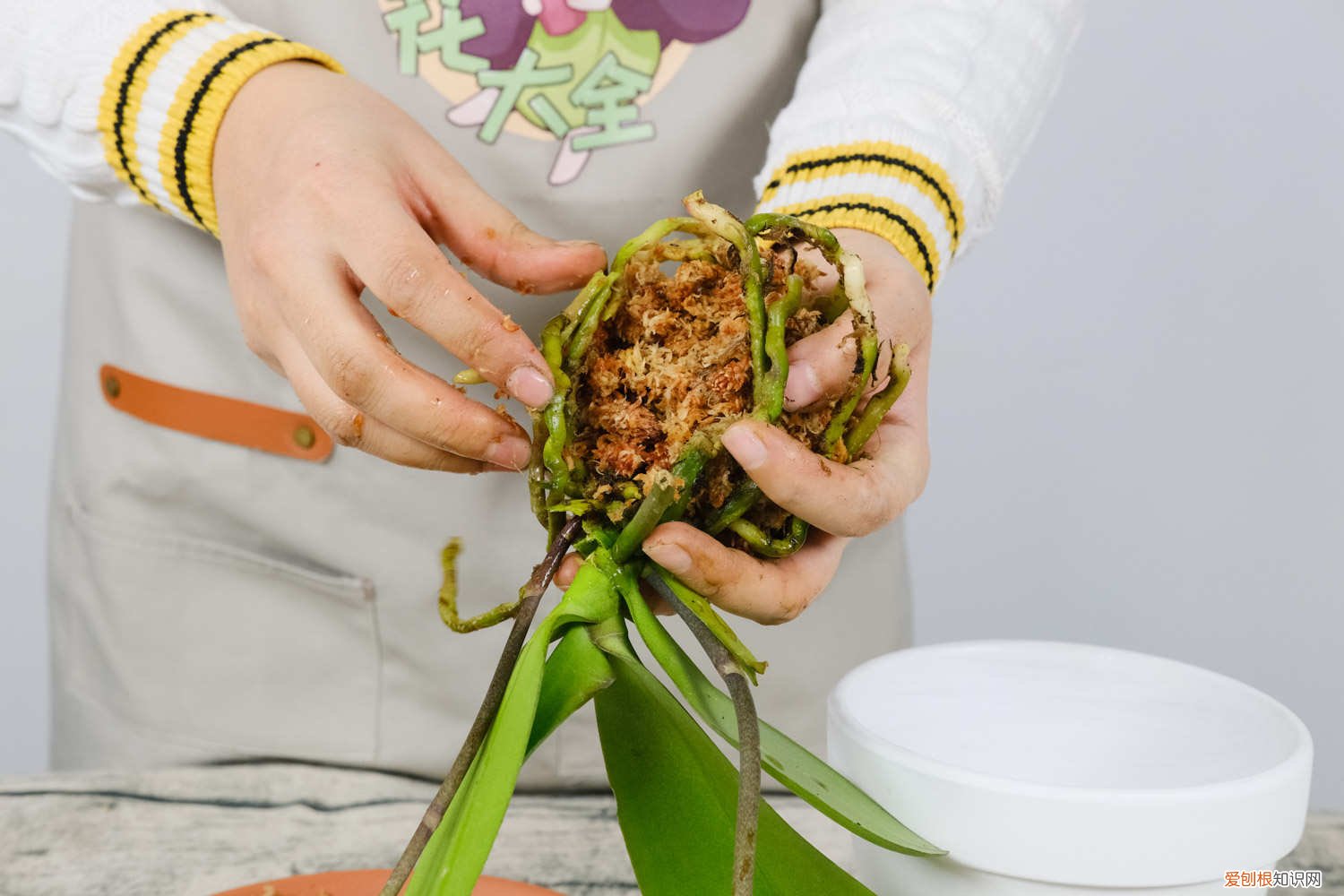 蝴蝶兰换盆后施什么肥 蝴蝶兰换盆后多久施肥