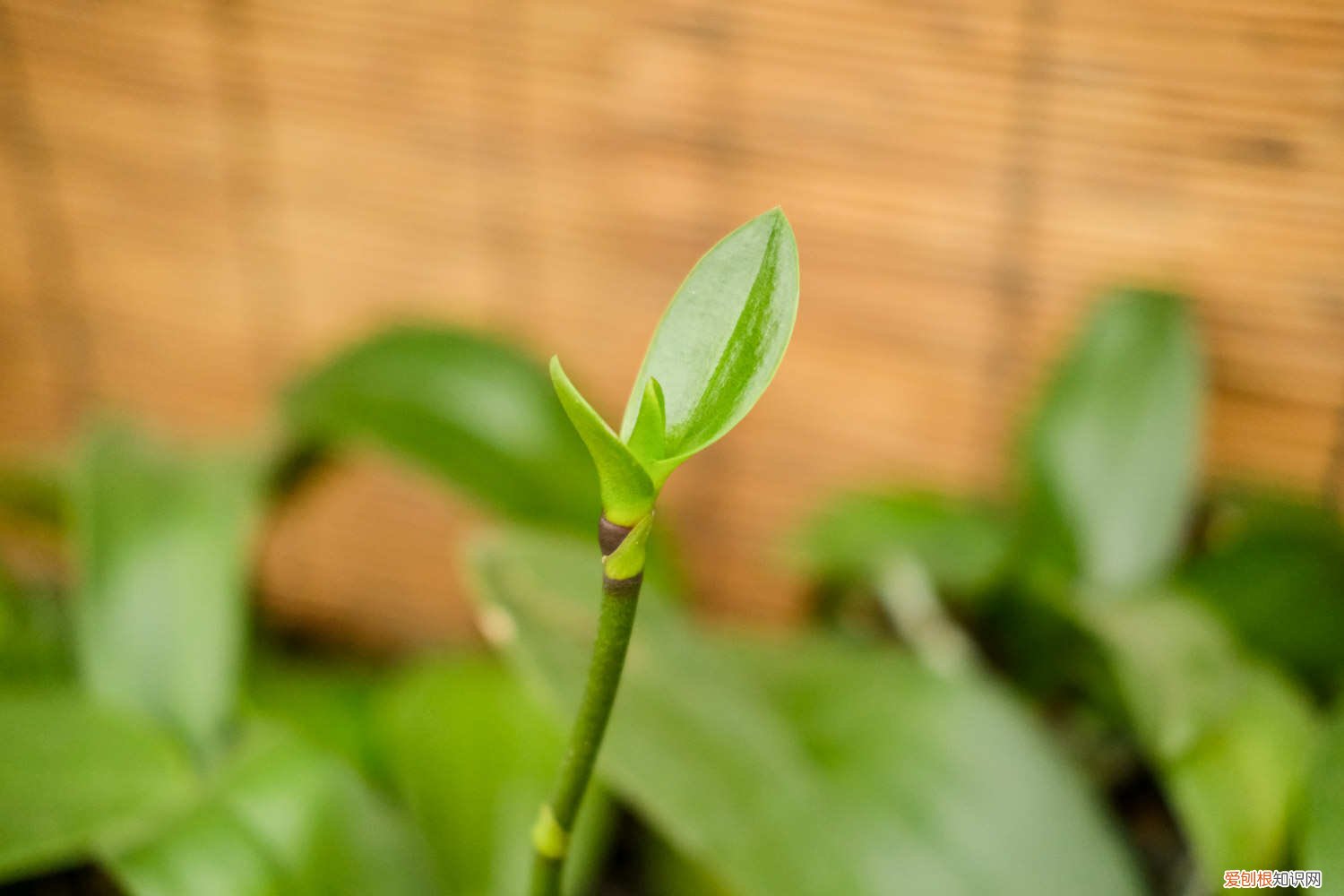 蝴蝶兰换盆后施什么肥 蝴蝶兰换盆后多久施肥