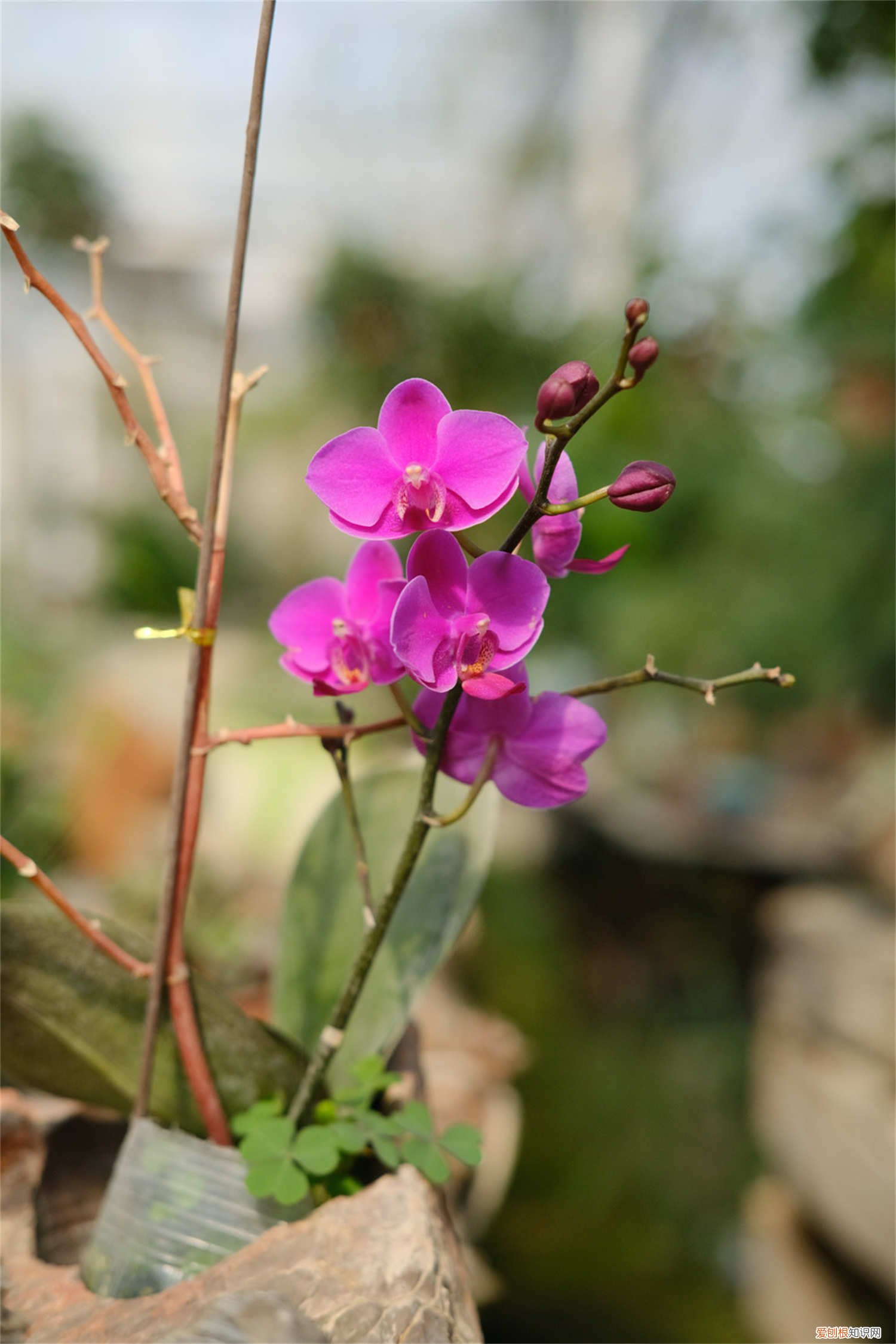 蝴蝶兰换盆后施什么肥 蝴蝶兰换盆后多久施肥