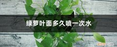 绿萝叶面多久喷一次水最好 绿萝叶面多久喷一次水