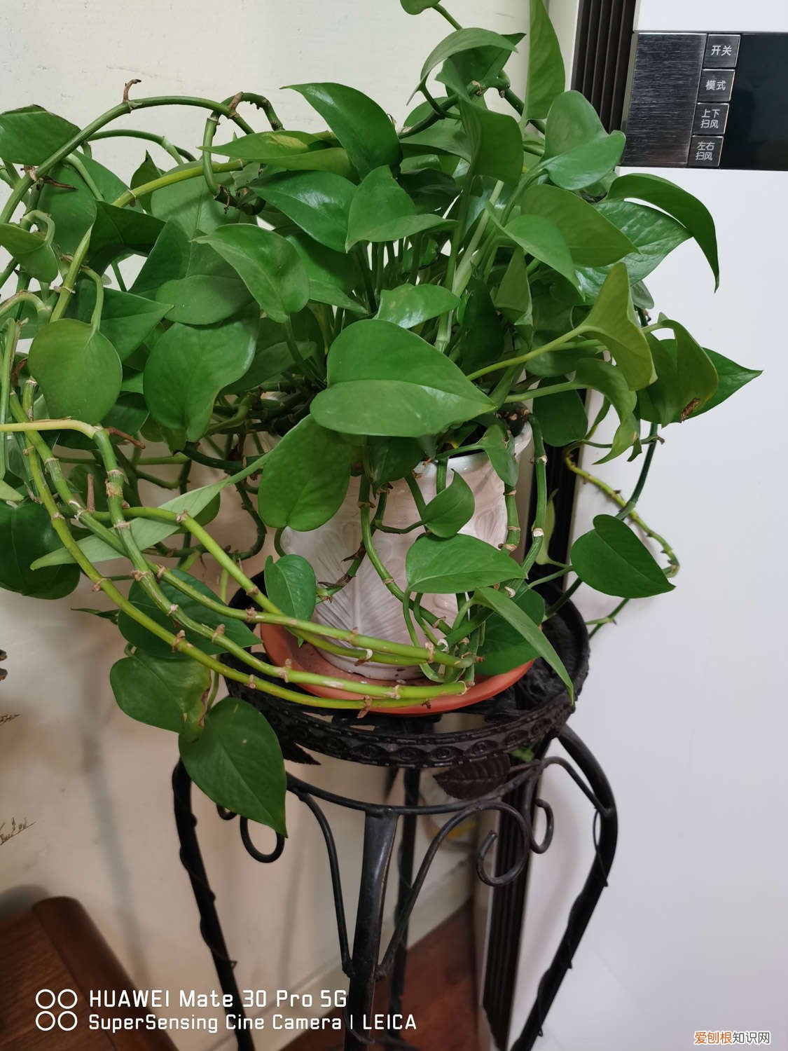 绿萝叶面多久喷一次水最好 绿萝叶面多久喷一次水