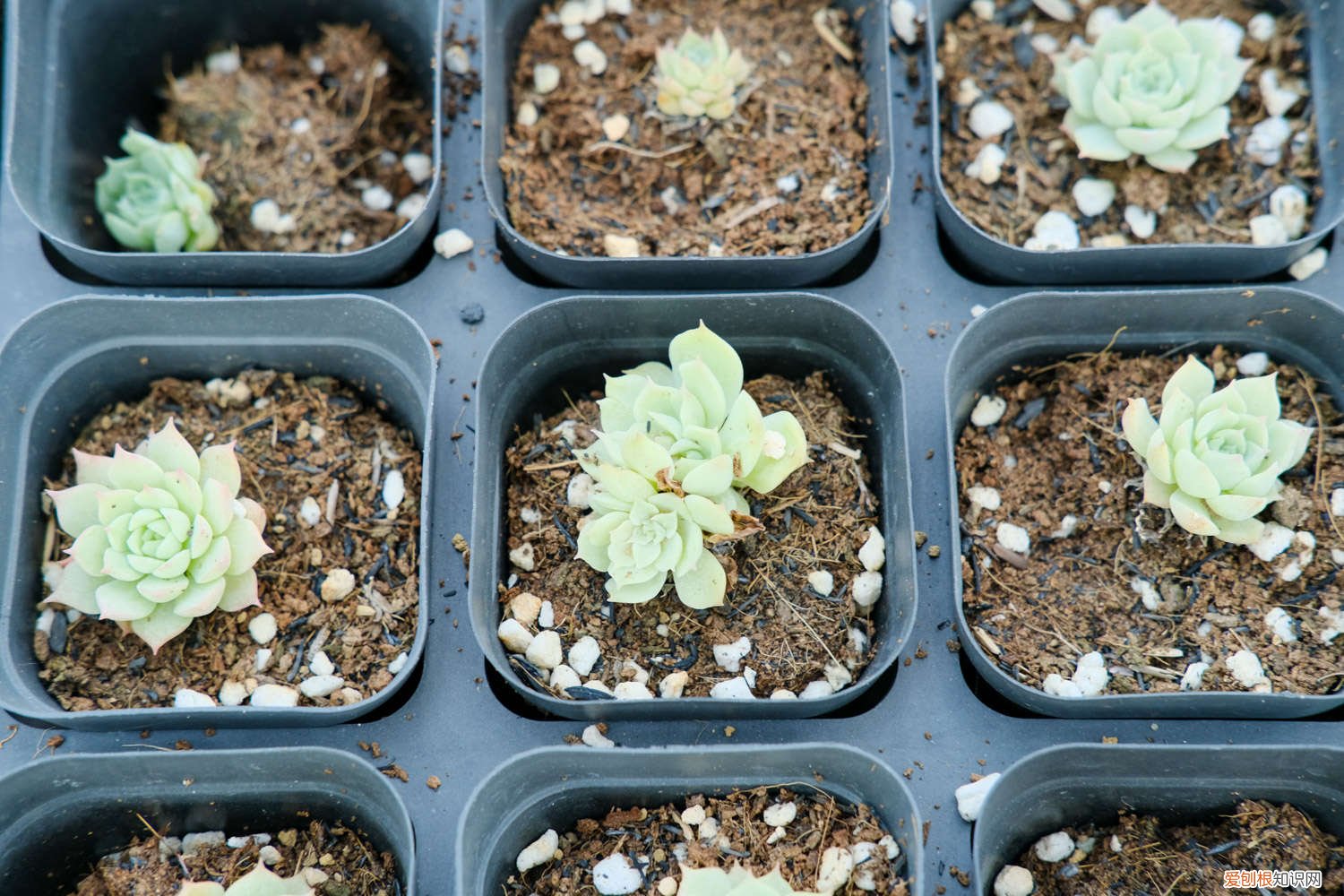 多肉春天怎么浇水最好 多肉春天怎么浇水
