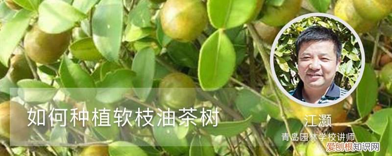 茶油树怎么种植 如何种植软枝油茶树