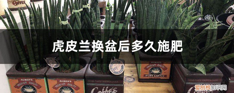 虎皮兰换盆后多久施肥好 虎皮兰换盆后多久施肥