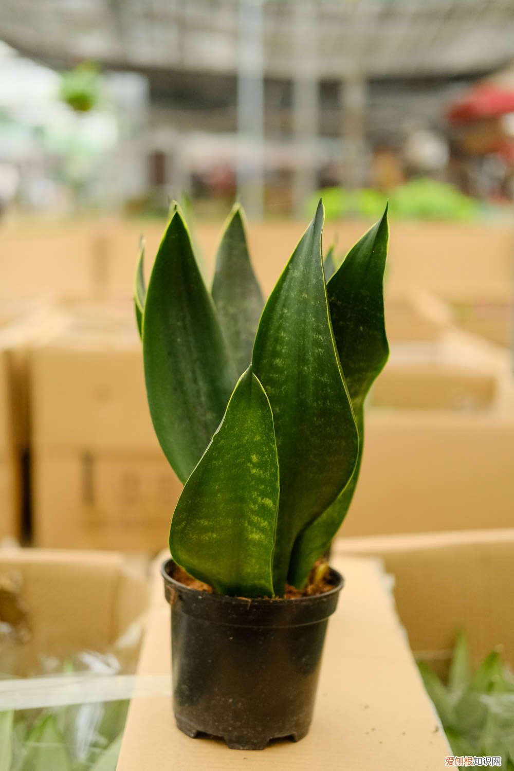 虎皮兰换盆后多久施肥好 虎皮兰换盆后多久施肥