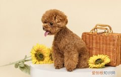 泰迪狗的寿命有多长 泰迪狗的寿命有多长时间