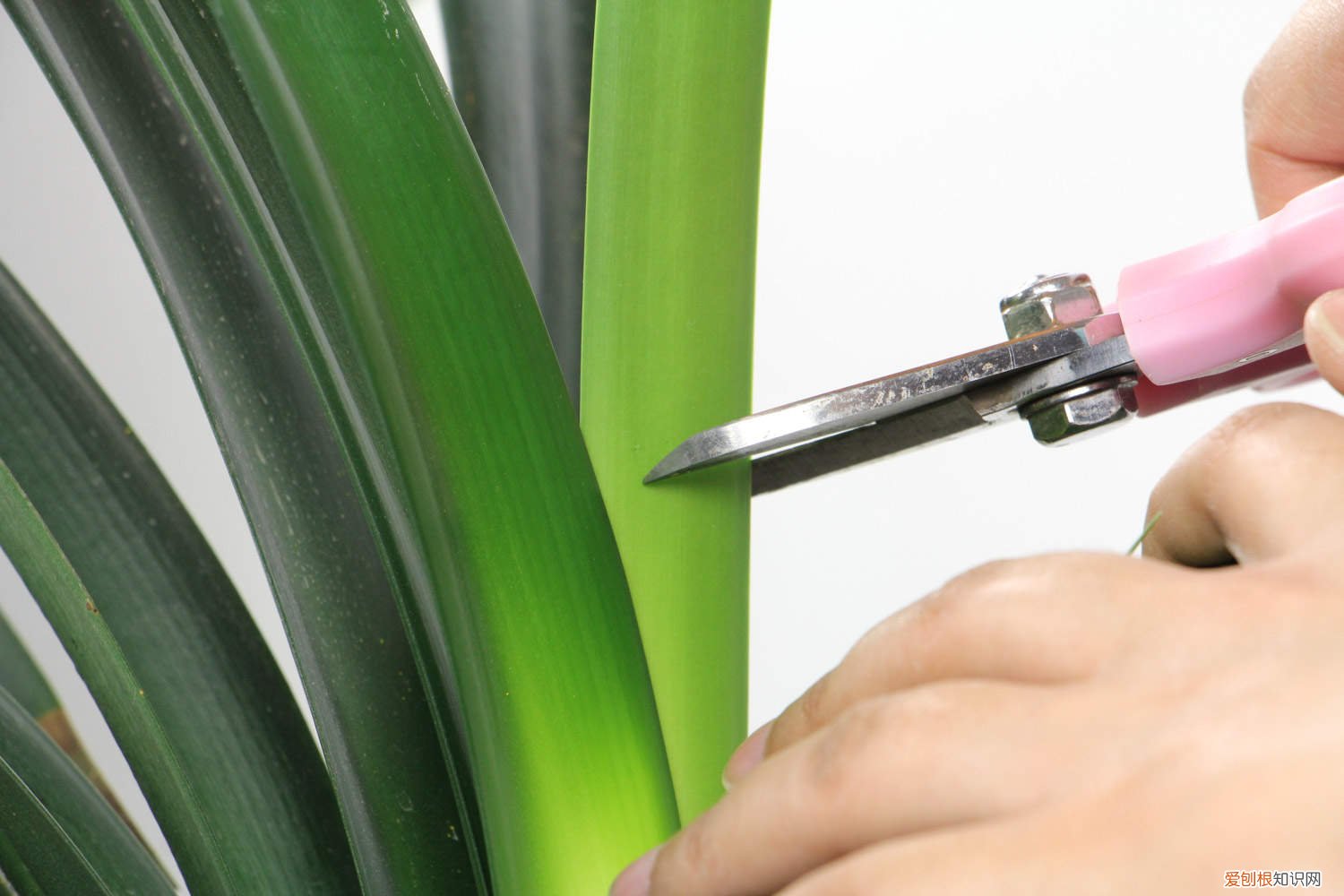 君子兰叶片变宽的办法 君子兰叶子长的“歪”，学会这招，叶宽厚油绿更整齐！