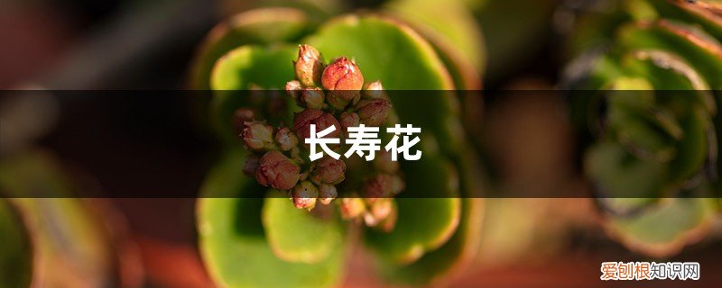 长寿花可以泡水吗 用水把它泡泡，能当“万能水”，长寿花喝点，花苞窜窜窜！