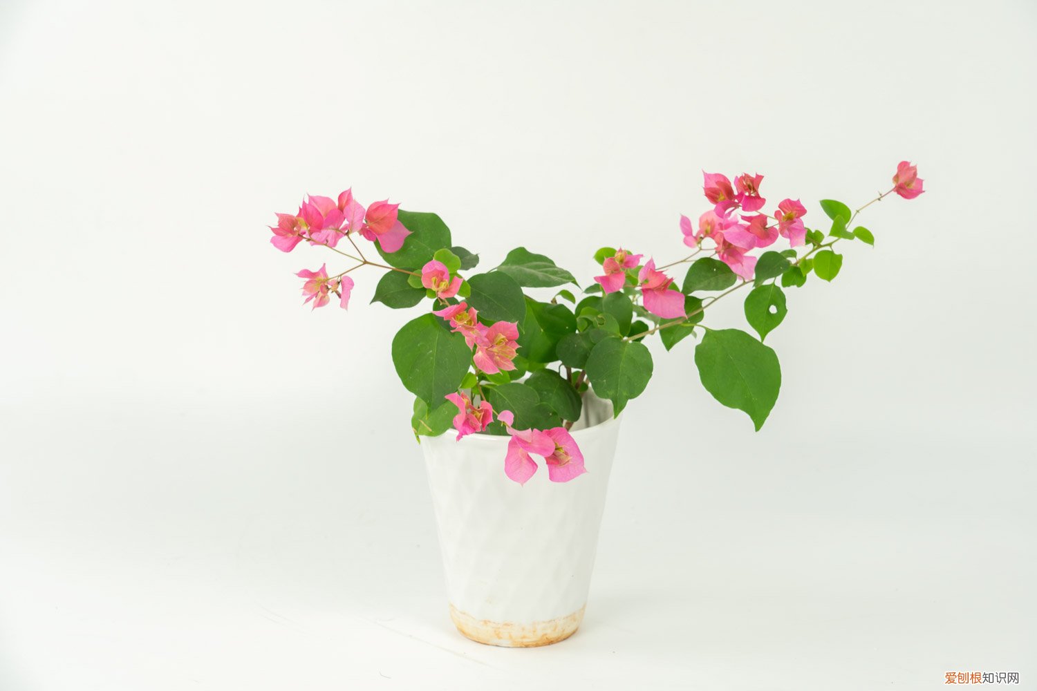 三角梅冬天的花苞春天开吗 “三角梅”冬天这么养，零下也能冒“花苞”，花开满盆都羡慕！