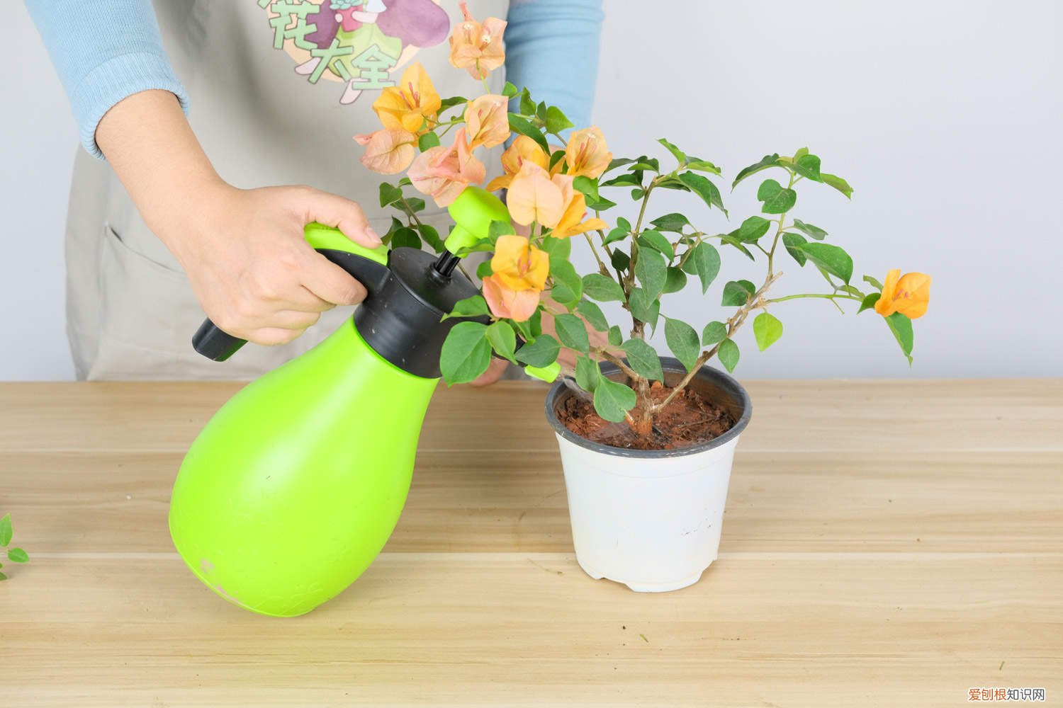 三角梅冬天的花苞春天开吗 “三角梅”冬天这么养，零下也能冒“花苞”，花开满盆都羡慕！