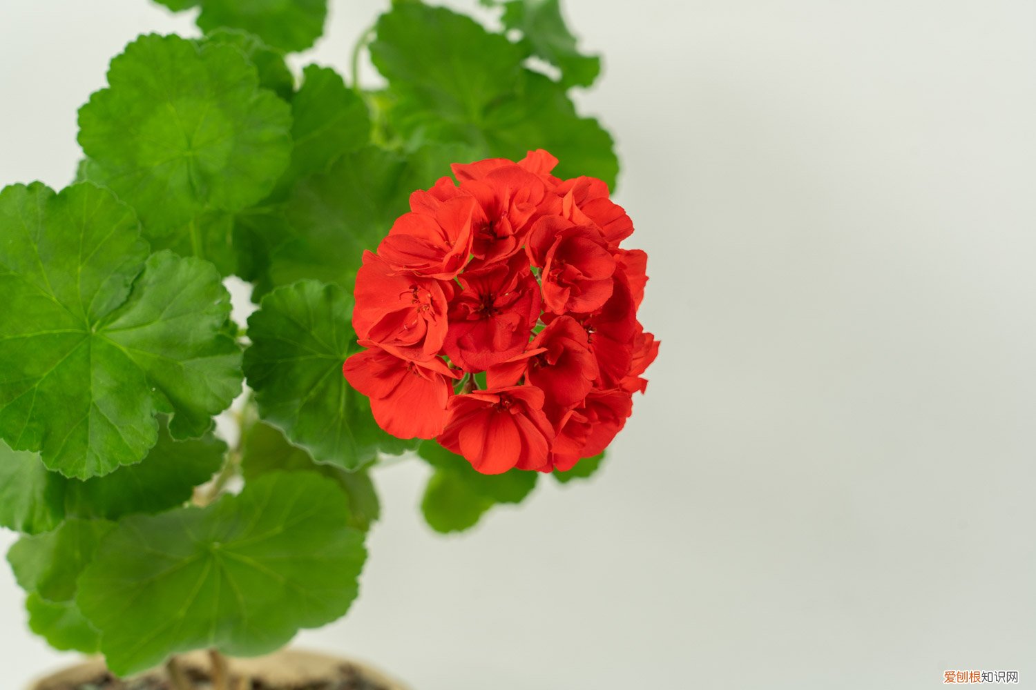 三角梅冬天的花苞春天开吗 “三角梅”冬天这么养，零下也能冒“花苞”，花开满盆都羡慕！