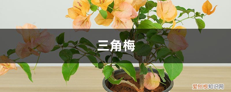 三角梅冬天的花苞春天开吗 “三角梅”冬天这么养，零下也能冒“花苞”，花开满盆都羡慕！