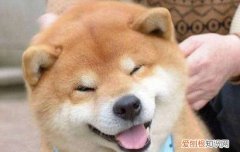 秋田犬禁养原因 秋田犬禁养原因是什么