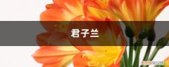 君子兰叶子嫩绿是什么原因 “君子兰”土壤换成“它”，年年开红花，叶子绿得直冒油！