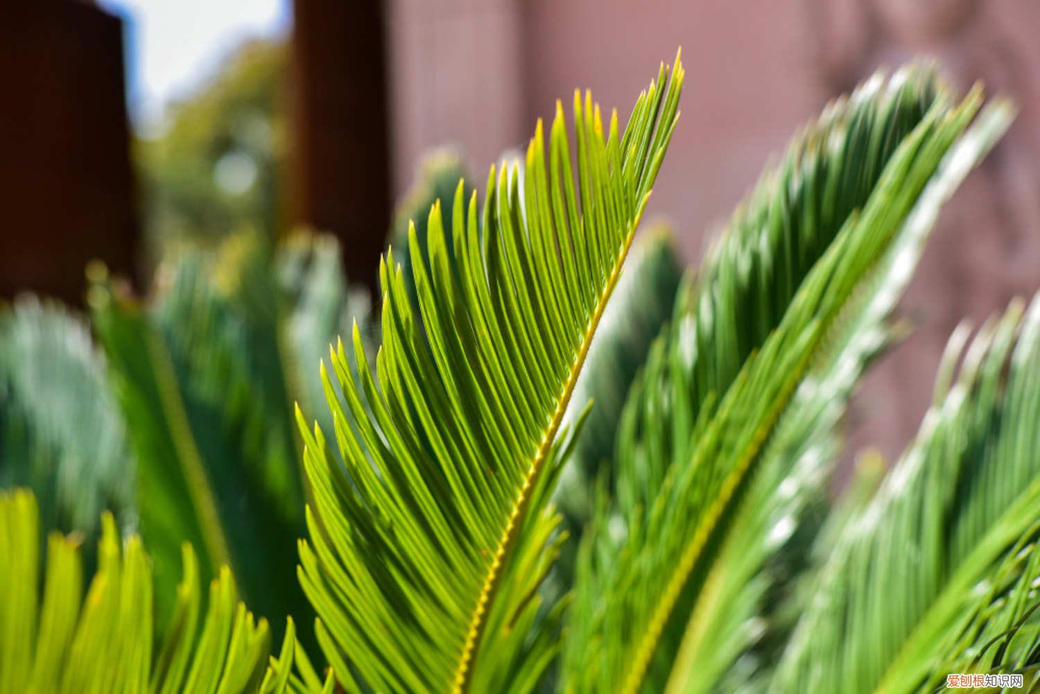 铁树怎样养护 铁树怎么养及注意事项