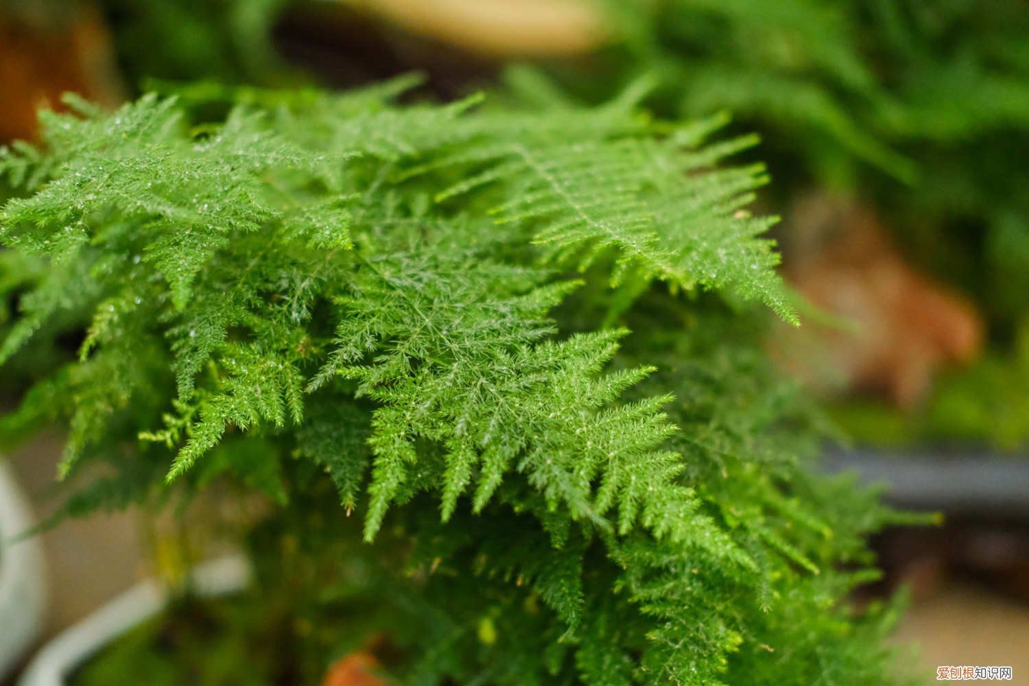 文竹怎样养叶子才绿 “文竹”换个方法养,叶子茂盛长满盆,还不黄叶,好看!