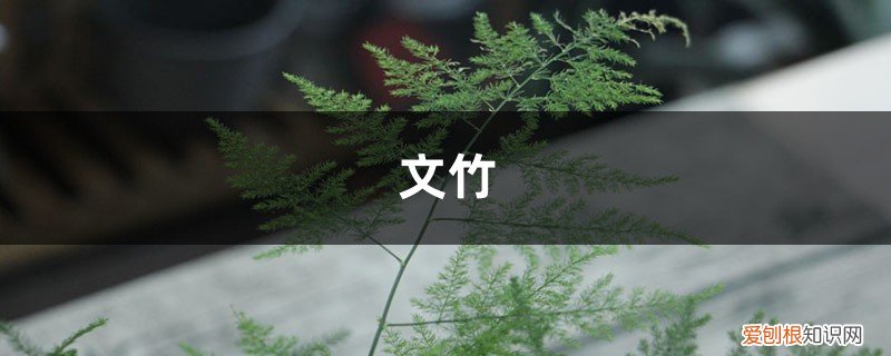 文竹怎样养叶子才绿 “文竹”换个方法养,叶子茂盛长满盆,还不黄叶,好看!