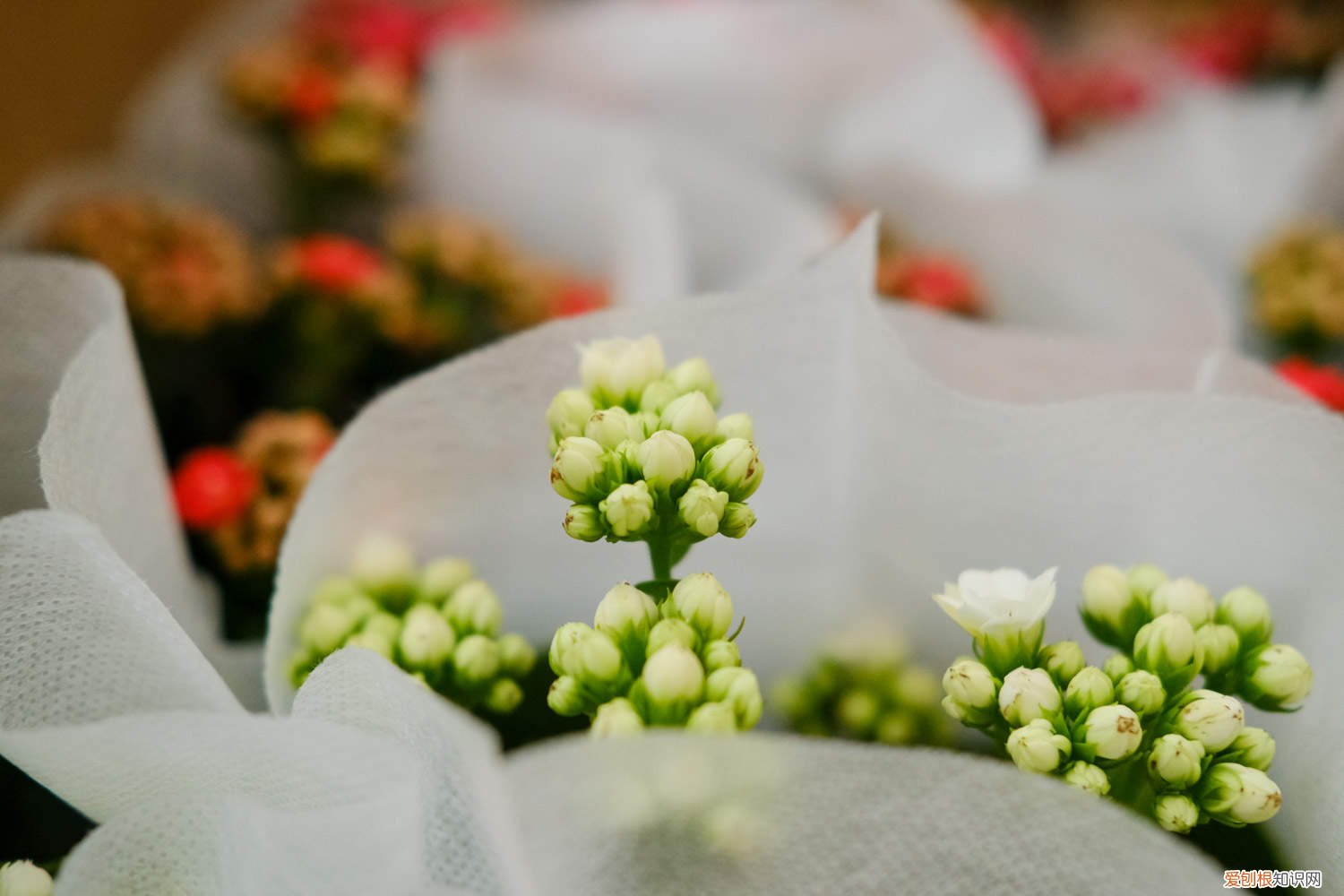 长寿花掉花苞 给“长寿花”吃点这，不用一月就爆盆，花苞全部挂枝头！