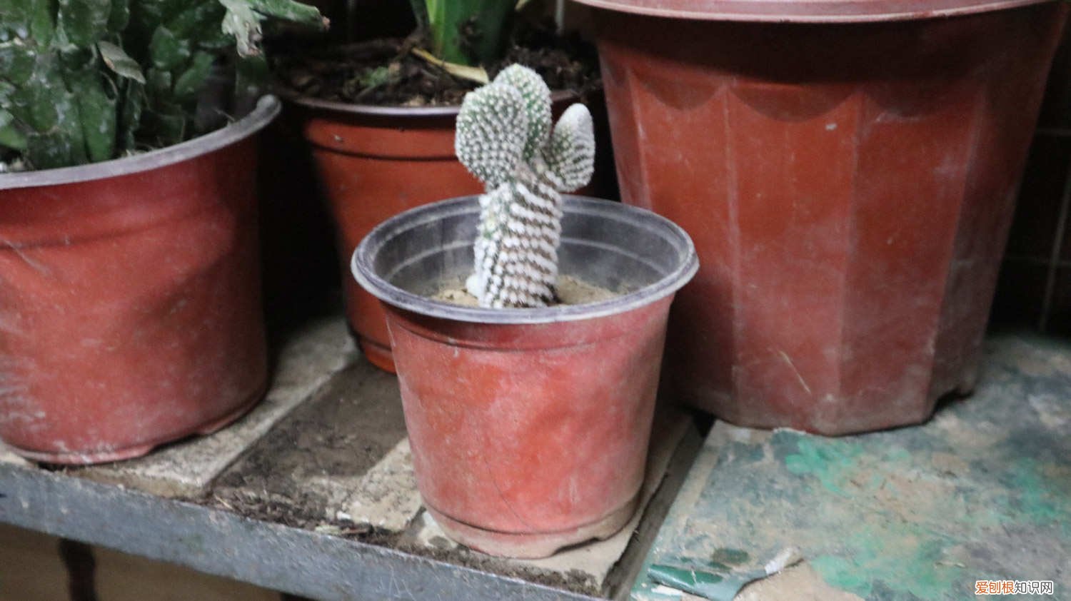 仙人掌砍得只剩根 仙人掌多肉长势差，砍一刀丢水里，满瓶都是大白根！