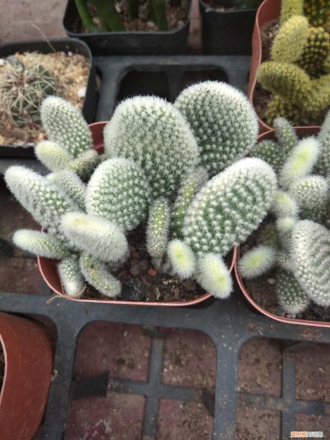 仙人掌砍得只剩根 仙人掌多肉长势差，砍一刀丢水里，满瓶都是大白根！