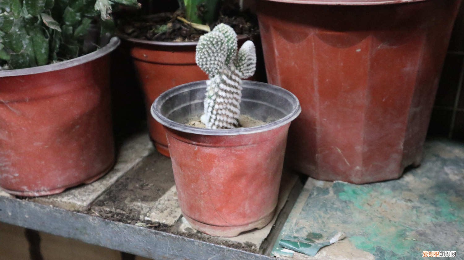 仙人掌砍得只剩根 仙人掌多肉长势差，砍一刀丢水里，满瓶都是大白根！