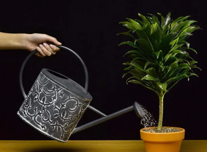 养花浇水小常识有哪些,弄懂这5点,养花浇水很简单!